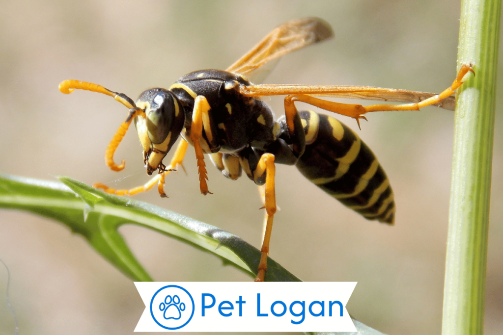 200+ Cool And Funny Wasp Names For Your Viper Buddy 3 Female wasp