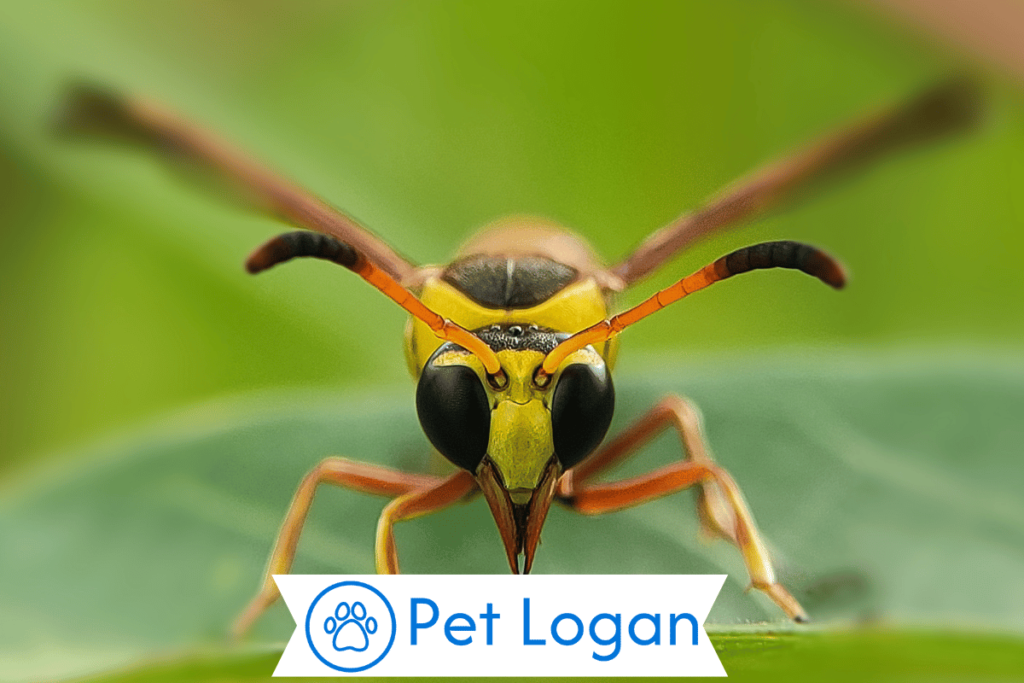 200+ Cool And Funny Wasp Names For Your Viper Buddy 1 Cute Wasp