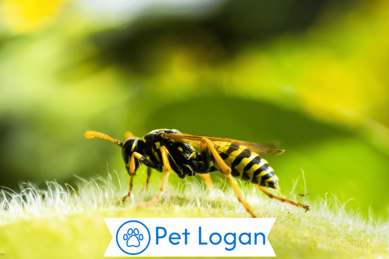 Wasp Names