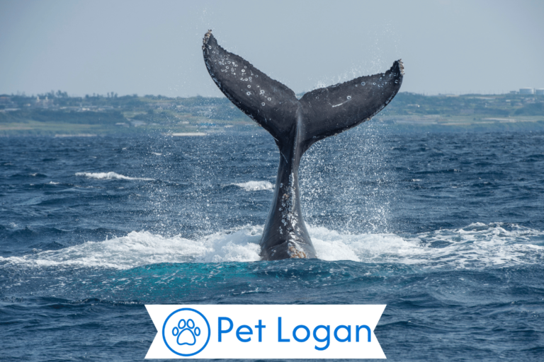 Whale names