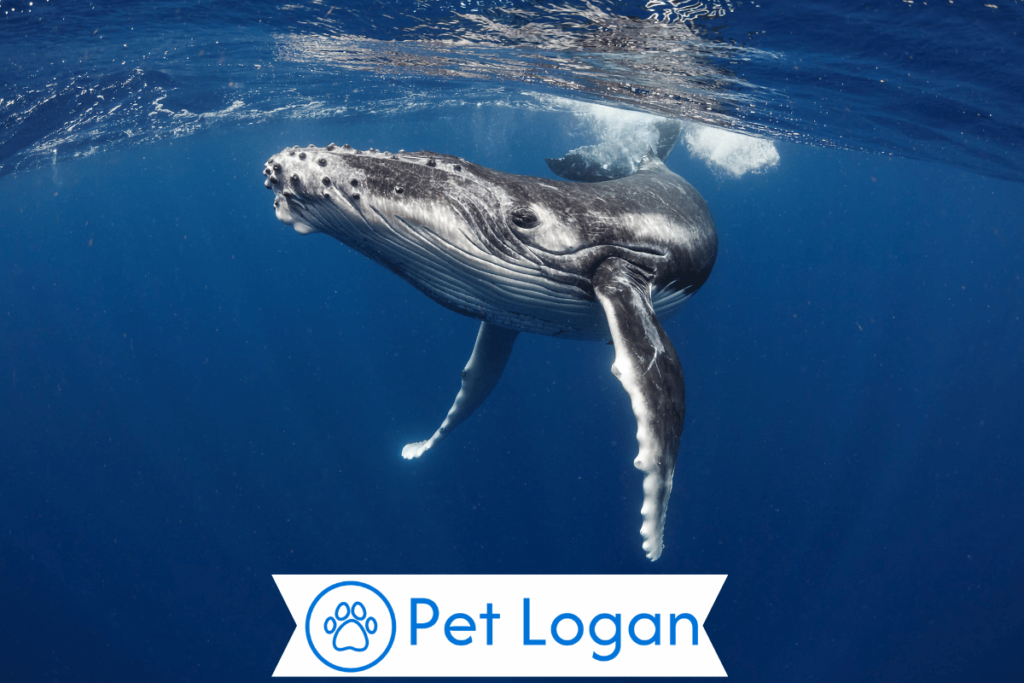 300+ Cool And Catchy Whale Names For Your Cool Buddy 1 Cute Whale Names