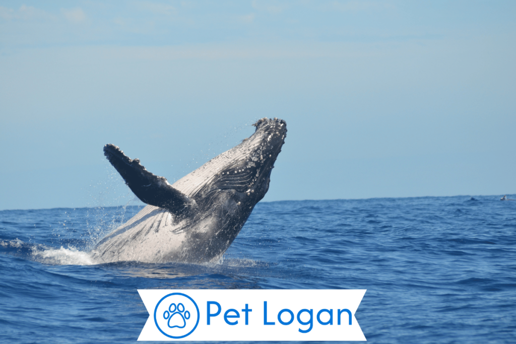 300+ Cool And Catchy Whale Names For Your Cool Buddy 2 Unique Whale Names