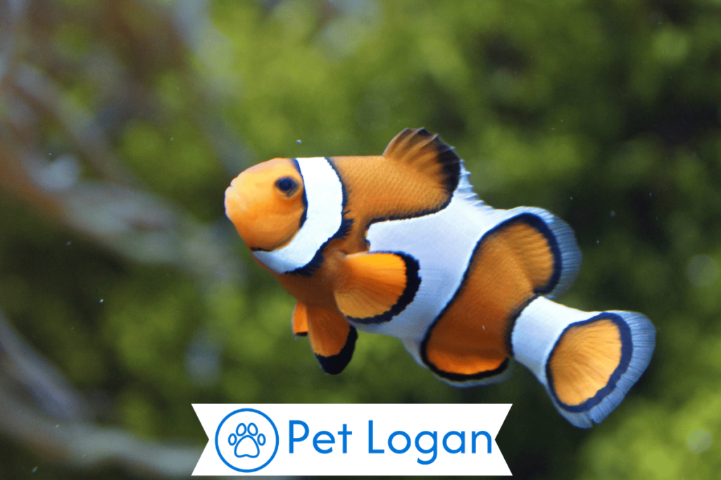 300+ Cute And Catchy White Fish Names For White Buddy 2 Unique White Fish