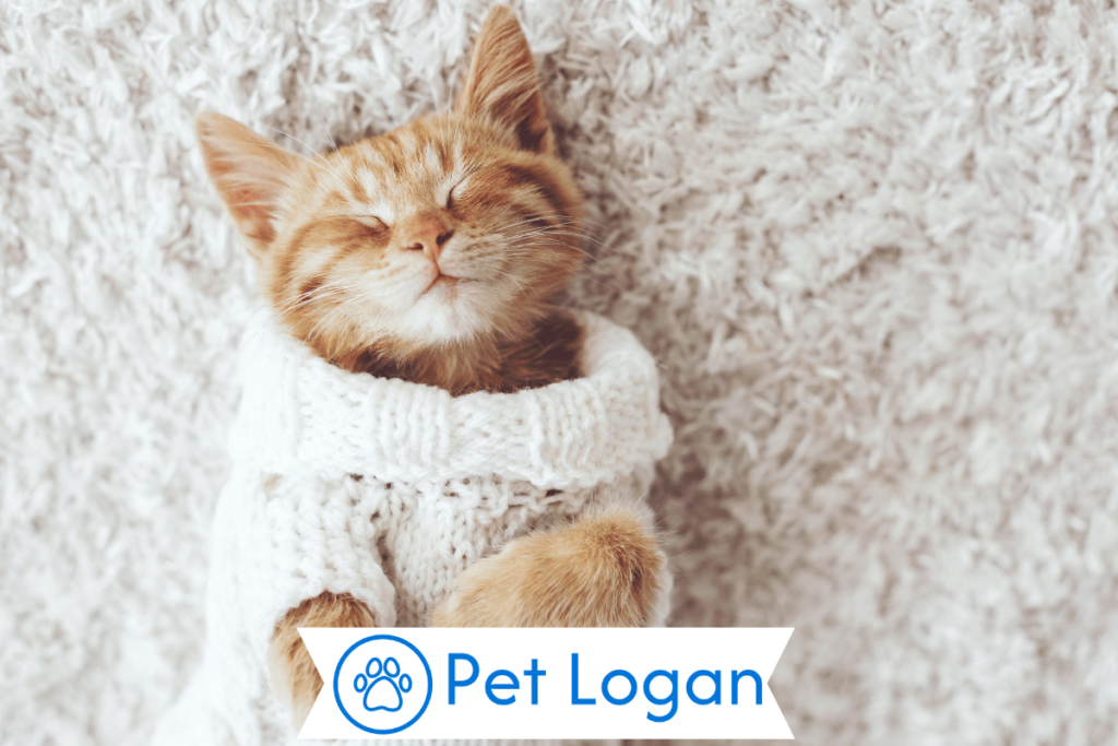 Male Winter Cat Names