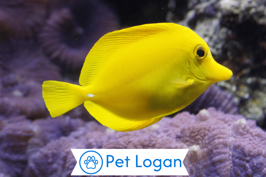 300+ Cute And Catchy Yellow Fish Names For Your Yellow Companion 1 Cute Yellow Fish