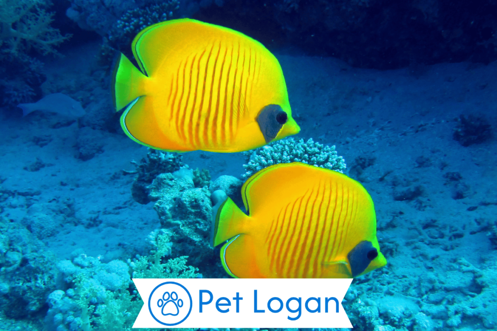 300+ Cute And Catchy Yellow Fish Names For Your Yellow Companion 2 Unique Yellow Fish