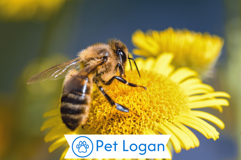 300+ Cute And Funny Bee Names For Your Honey Buddy 2 Unique Bee Names