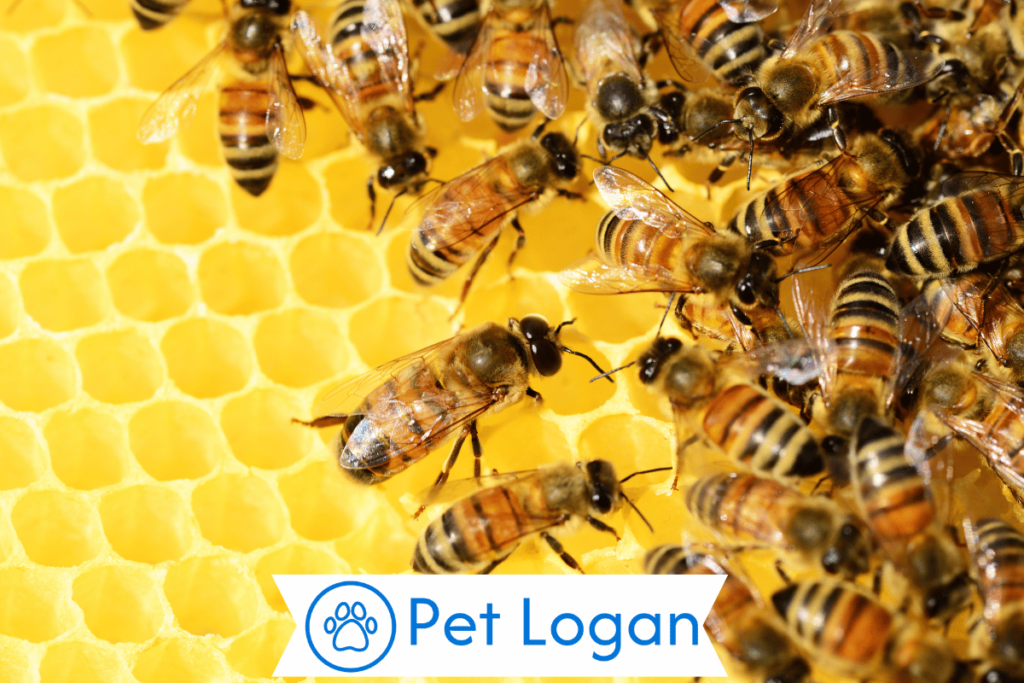 300+ Cute And Funny Bee Names For Your Honey Buddy 1 Cute Bee Names