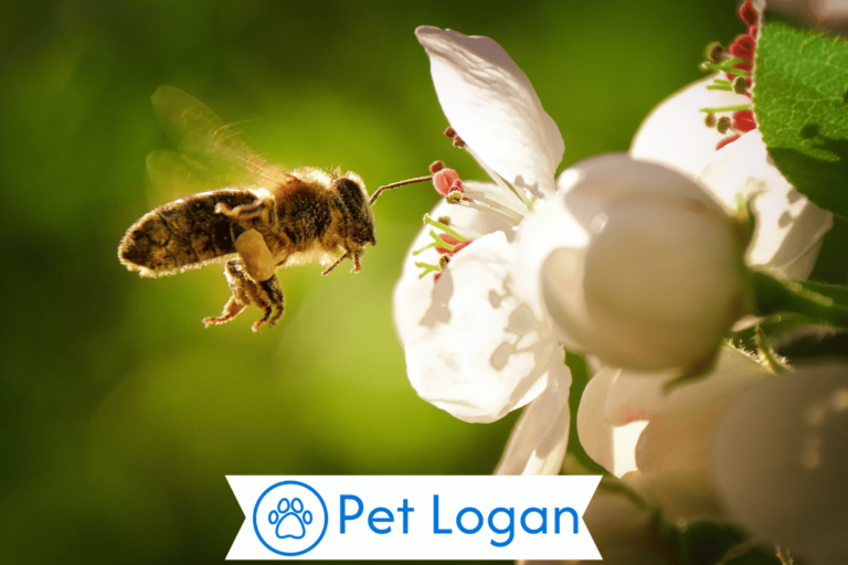 Bee Names