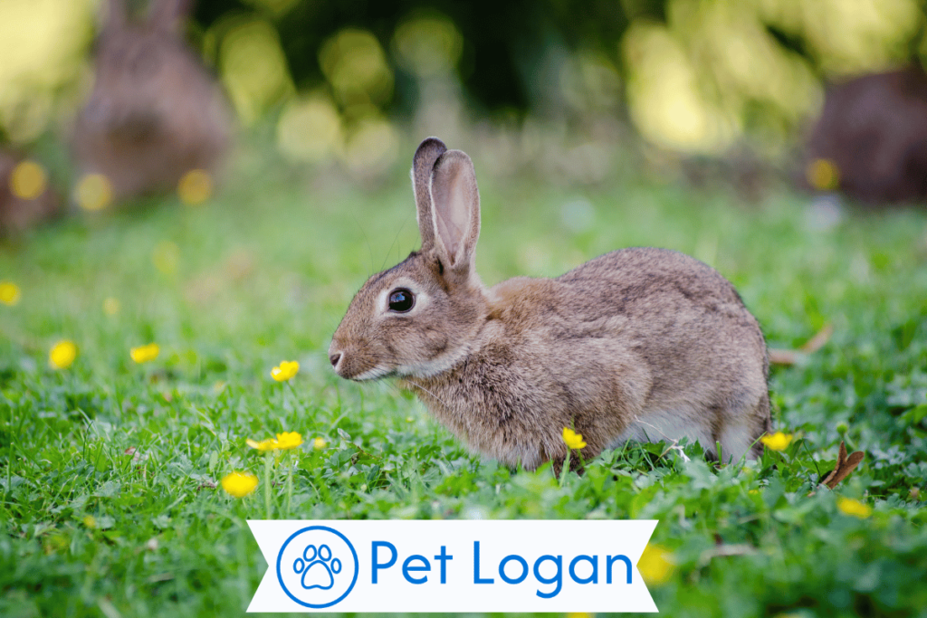 300+ Cute And Catchy Brown Rabbit Names With Name Generator 1 Cute Brown Rabbit