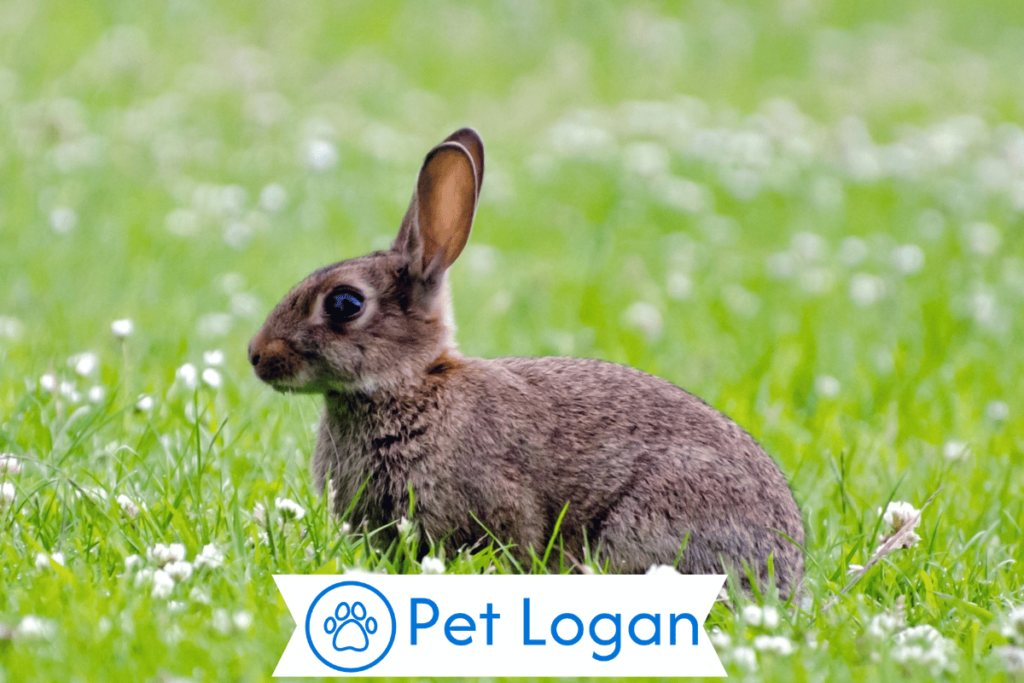 300+ Cute And Catchy Brown Rabbit Names With Name Generator 2 Unique Brown Rabbit Names
