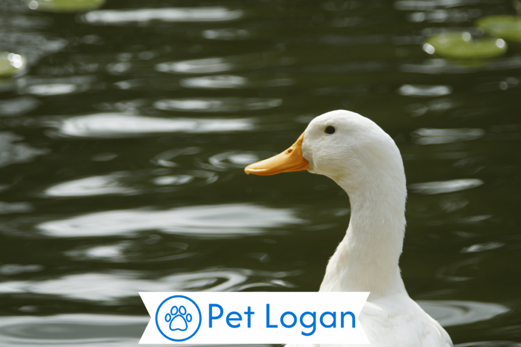 300+ Cute And Funny Duck Names For Your Swimming Buddy 2 Funny Duck Names