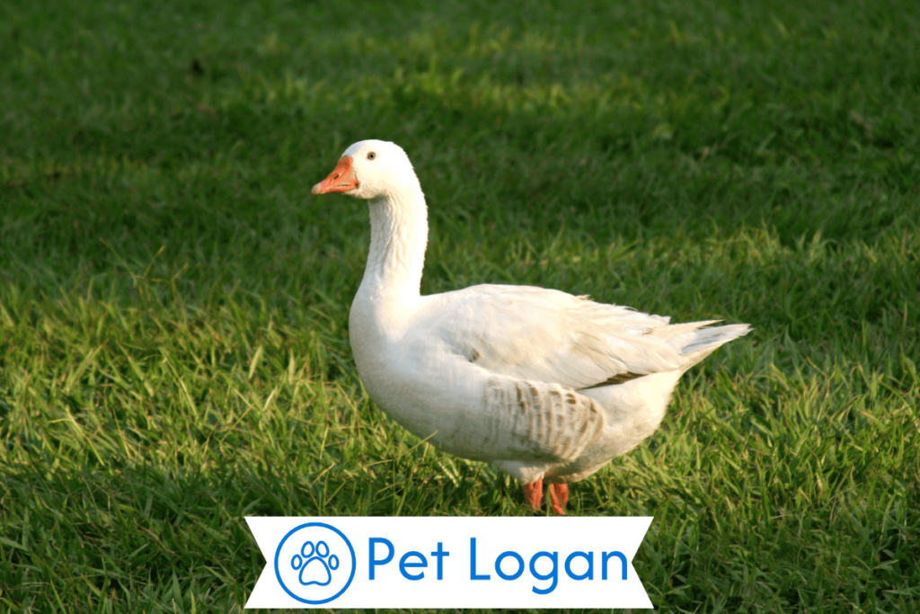 300+ Cute And Funny Duck Names For Your Swimming Buddy 3 Male Duck Names