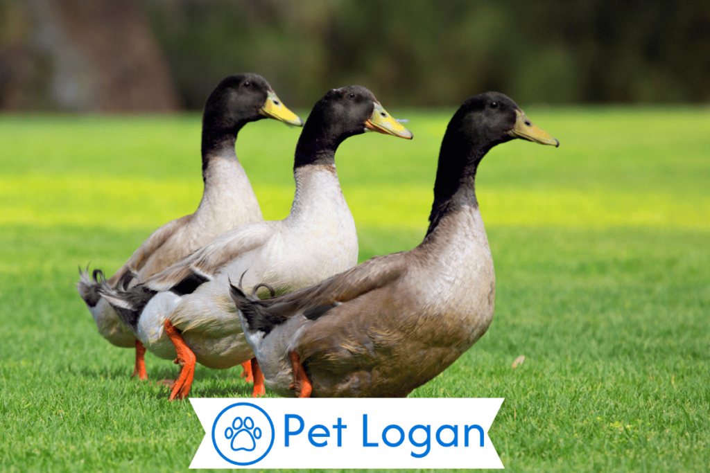 300+ Cute And Funny Duck Names For Your Swimming Buddy 1 Cute Duck Names