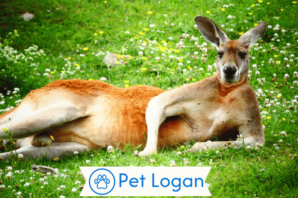 Male Kangaroo