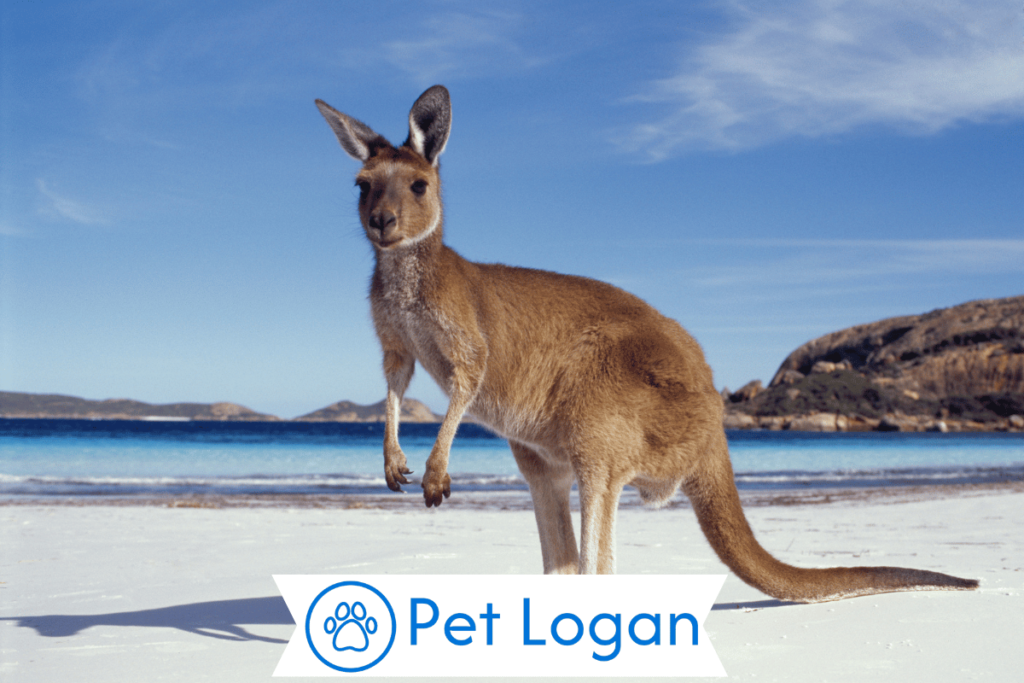 Cool Kangaroo 