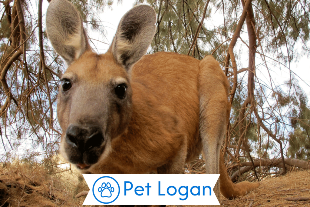 Funny Kangaroo