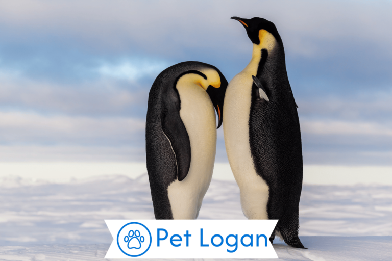 penguin names