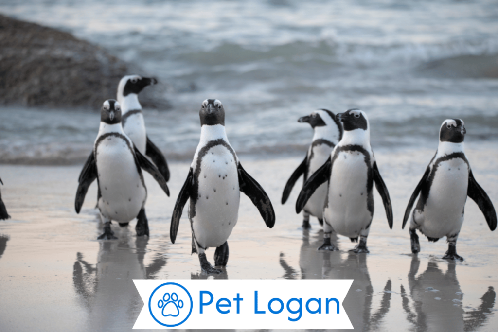 300+ Cute And Catchy Penguin Names For your Cute Buddy 1 Cool Penguin Names