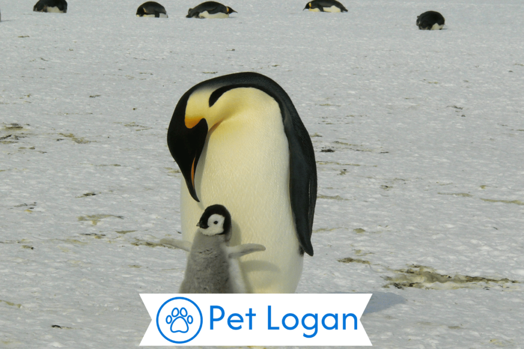 300+ Cute And Catchy Penguin Names For your Cute Buddy 2 Unique Penguin Names