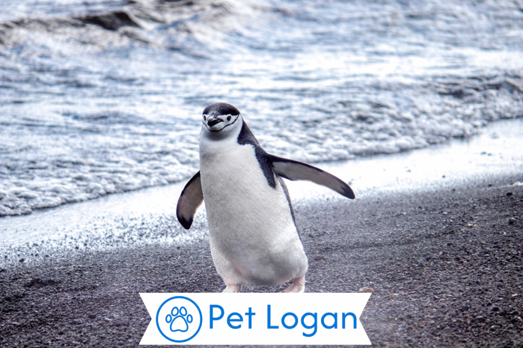 300+ Cute And Catchy Penguin Names For your Cute Buddy 3 Female Penguin Names