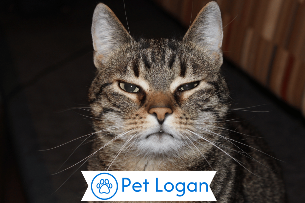 300+ Cool And Catchy Tiger Cat Names For Your Badass Kitten 2 Unique Tiger Cat Names