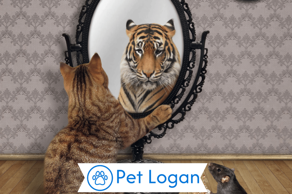 300+ Cool And Catchy Tiger Cat Names For Your Badass Kitten 3 Female Tiger Cat