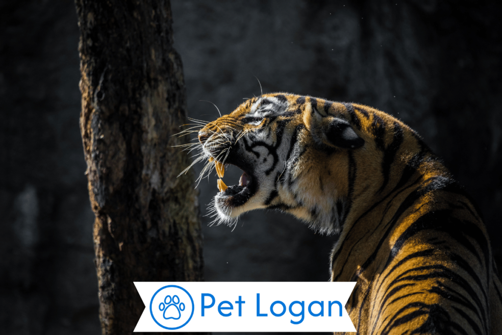 200+ Cool And Catchy Tiger Names With Name Generator For Your Badass Buddy 2 Cool Tiger Names