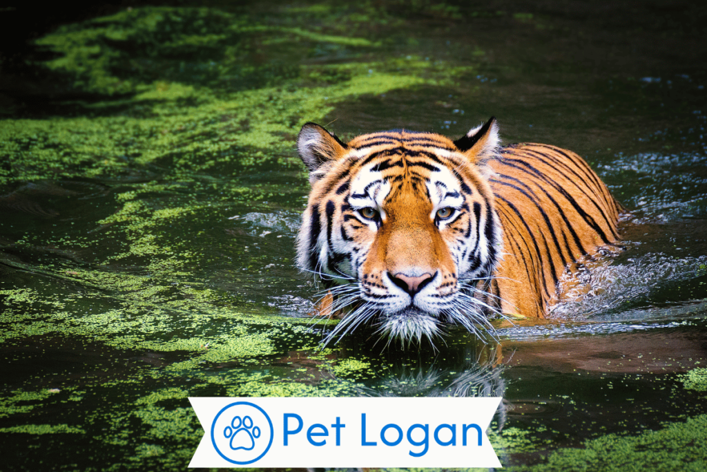200+ Cool And Catchy Tiger Names With Name Generator For Your Badass Buddy 3 Male Tiger Names