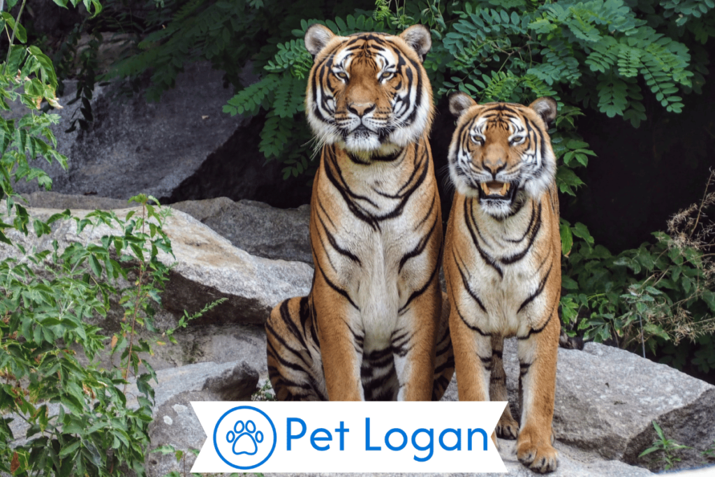 200+ Cool And Catchy Tiger Names With Name Generator For Your Badass Buddy 1 Funny Tiger Names