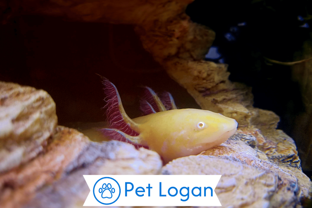 250+ Cute And Catchy Axolotl Names For Your Smiley Pet 1 Cool Axolotl