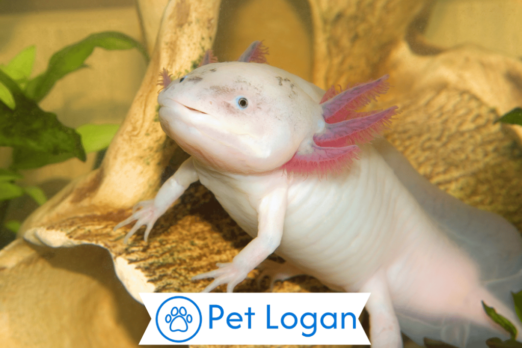 250+ Cute And Catchy Axolotl Names For Your Smiley Pet 2 Unique Axolotl