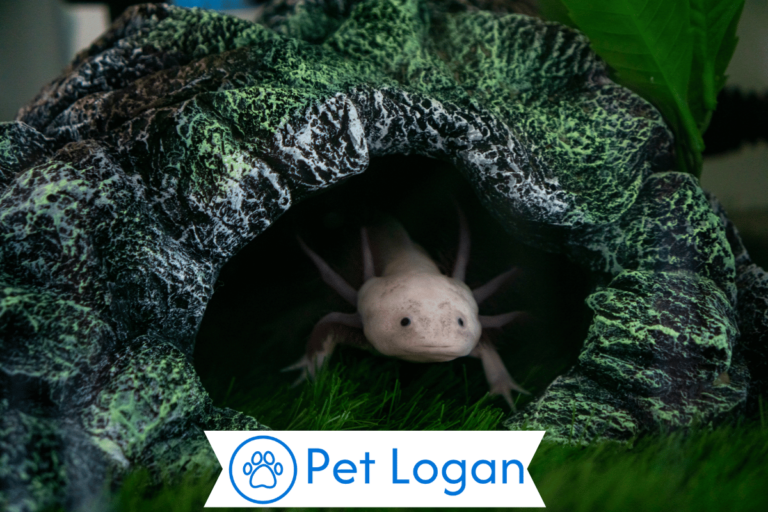 Axolotl Names