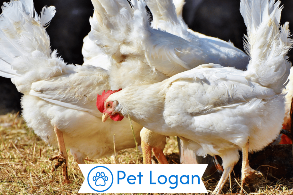300+ Cute And Catchy Chicken Names With Name Generator For Your Cool Buddy 2 Unique Chicken Names