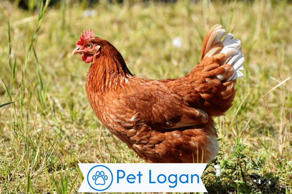 300+ Cute And Catchy Chicken Names With Name Generator For Your Cool Buddy 3 Female Chicken Names