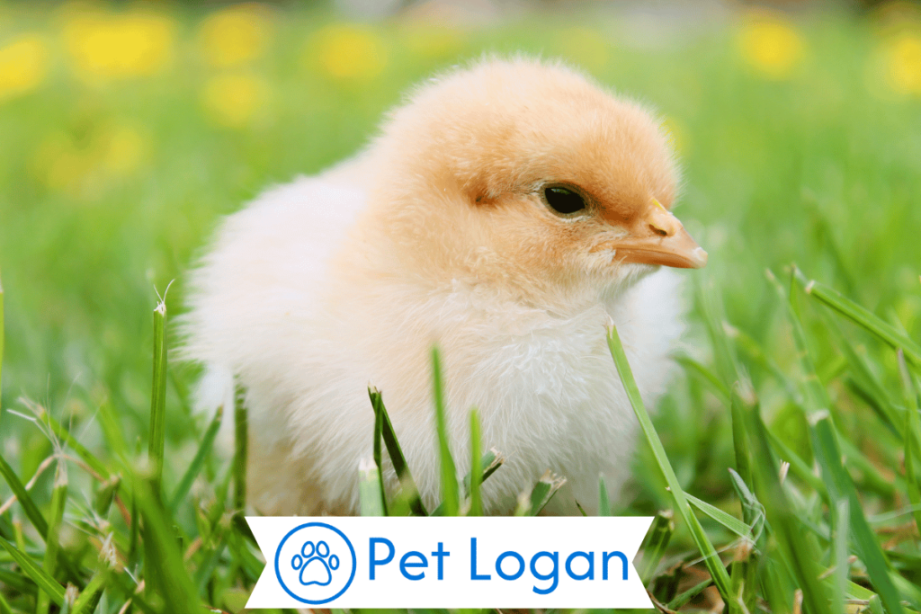 300+ Cute And Catchy Chicken Names With Name Generator For Your Cool Buddy 1 Cute Chicken Names