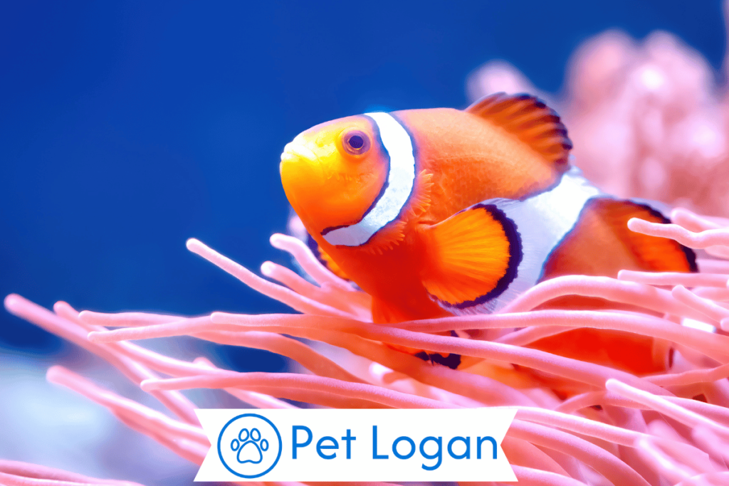 300+ Cute And Catchy Clownfish Names For Your Aquatic Buddy 3 Female Clownfish Names