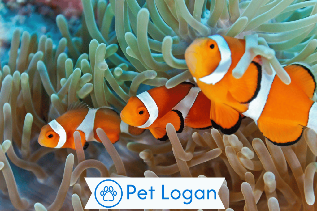 300+ Cute And Catchy Clownfish Names For Your Aquatic Buddy 2 Unique Clownfish Names