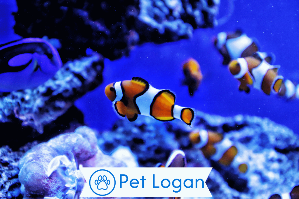 300+ Cute And Catchy Clownfish Names For Your Aquatic Buddy 1 Cute Clownfish Names