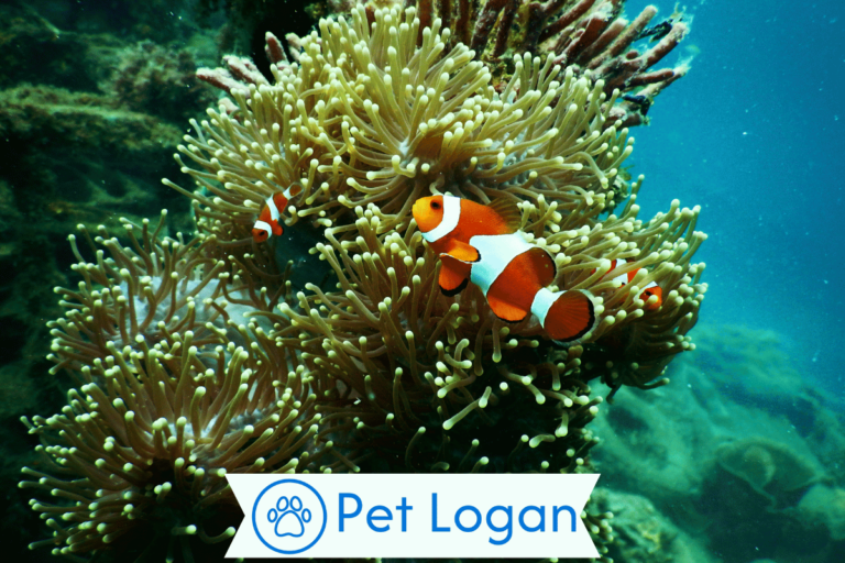 Clownfish