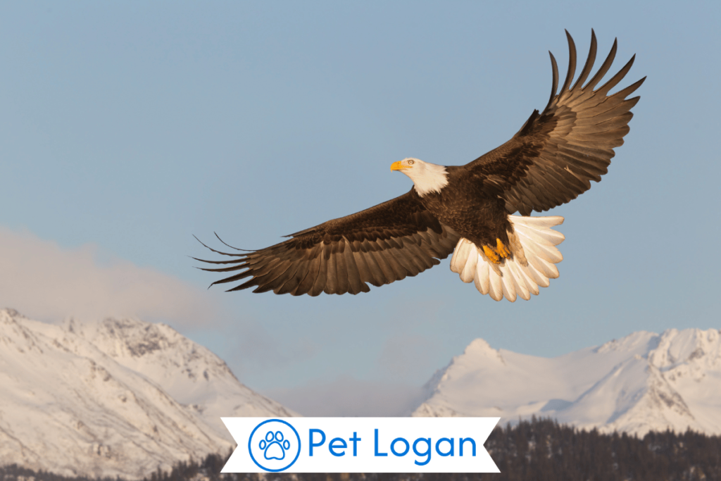 300+ Cute And Catchy Eagle Names With Name Generator For Your Cool Pet 2 Unique Eagle Names