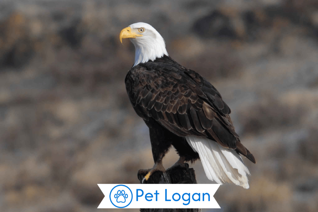300+ Cute And Catchy Eagle Names With Name Generator For Your Cool Pet 1 Cool Eagle Names