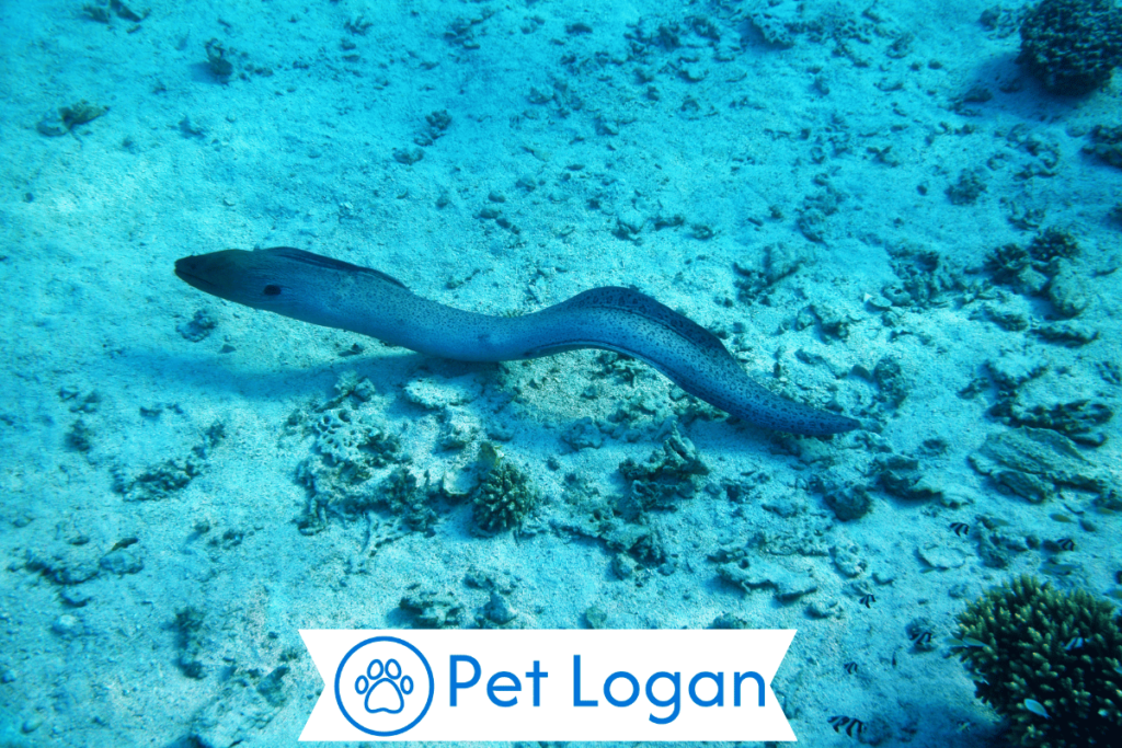 250+ Cute And Catchy Eel Names For Your Slippery Buddy 3 Female Eel Names