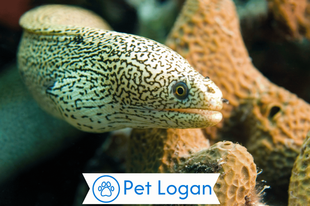 250+ Cute And Catchy Eel Names For Your Slippery Buddy 2 Unique Eel Names