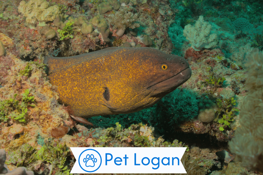 250+ Cute And Catchy Eel Names For Your Slippery Buddy 1 Cool Eel Names