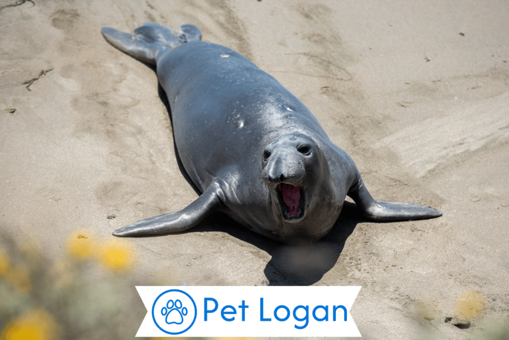 300+ Cool And Catchy Elephant Seal Names For Big Buddy 2 Unique Elephant Seal Names