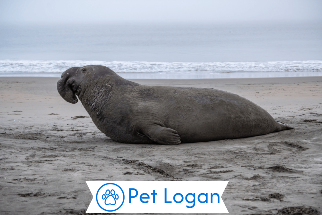 300+ Cool And Catchy Elephant Seal Names For Big Buddy 1 Cute Elephant Seal