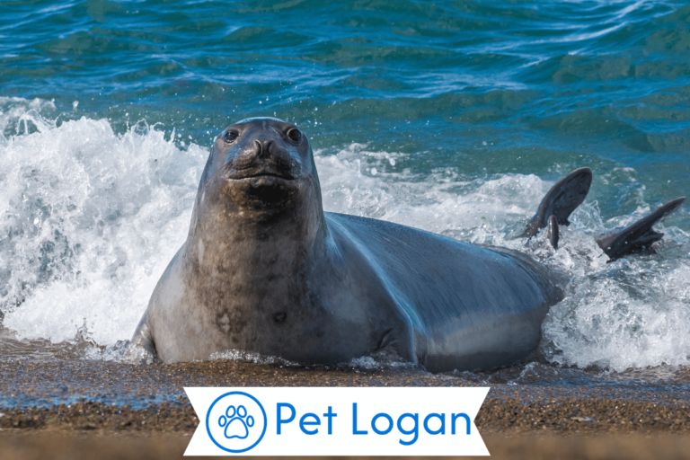 Elephant Seal
