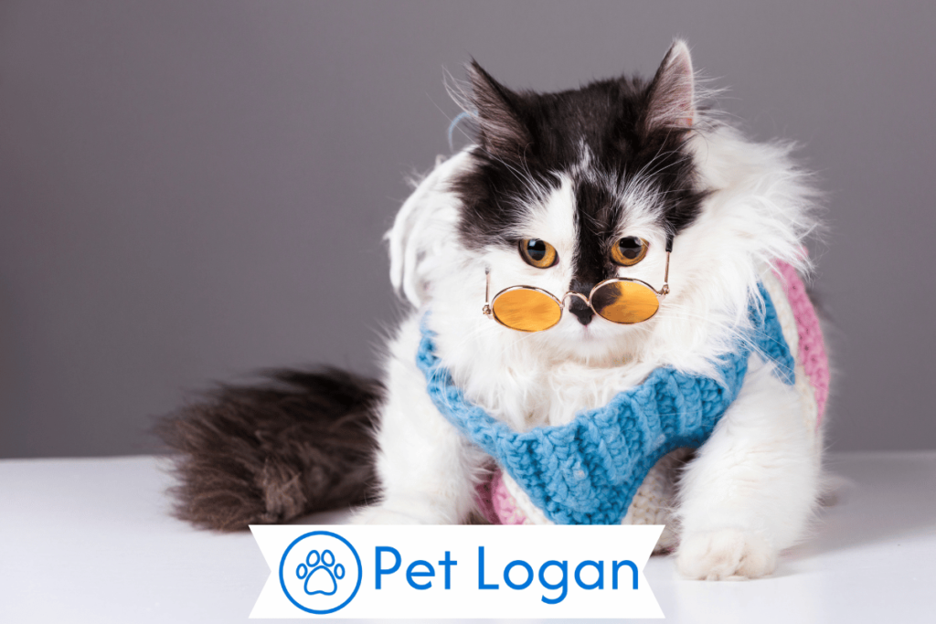 300+ Cool And Catchy Fluffy Cat Names With Name Generator 2 Unique Fluffy Cat Names