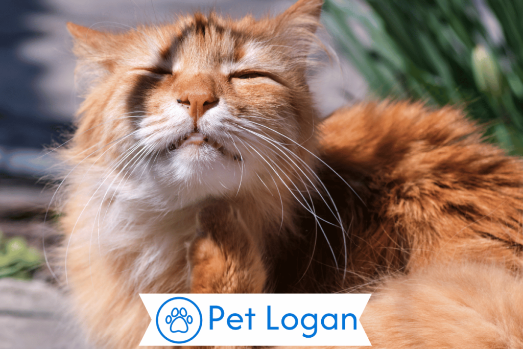 300+ Cool And Catchy Fluffy Cat Names With Name Generator 1 Cute Fluffy Cat Names